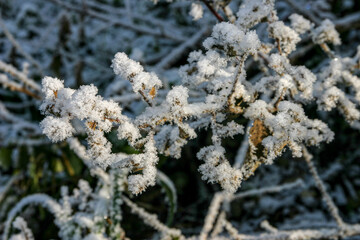 Winterlicher Rauhreif auf Bäumen und Sträuchern