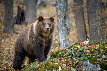 Close-up brown bear in autumn forest. Danger animal in nature habitat. Big mammal