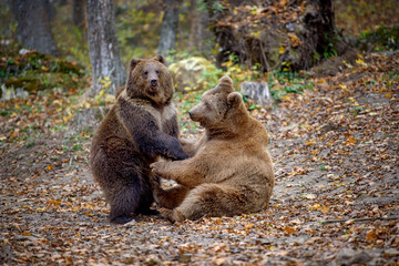 Two bears playing or fighting in the autumn forest. Danger animal in nature habitat. Big mammal