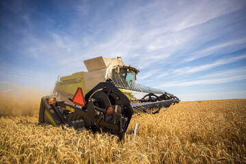 Obraz premium Wide angle view of a combine harvester harvesting wheat on a wheat field on a farm in the Swartland in the Western Cape of South Africa