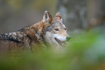 Close up wolf in autumn forest background