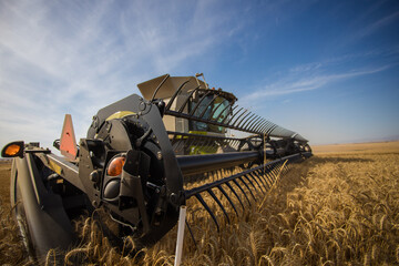Wide angle view of a combine harvester harvesting wheat on a wheat field on a farm in the Swartland...