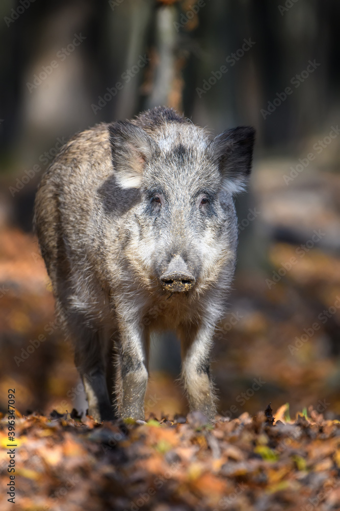 Sticker Portrait male Wild-boar in autumn forest