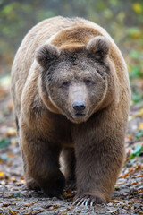 Close-up brown bear in autumn forest. Danger animal in nature habitat. Big mammal