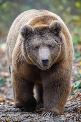Schilderijen op glas Close-up brown bear in autumn forest. Danger animal in nature habitat. Big mammal © byrdyak