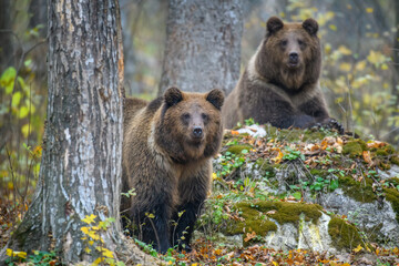 Obraz na płótnie Canvas Close-up two brown bears in autumn forest. Danger animal in nature habitat. Big mammal