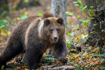 Close-up brown bear in autumn forest. Danger animal in nature habitat. Big mammal
