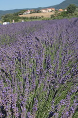 viaggio nei campi di lavanda del pisano