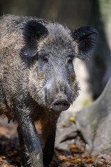 Naklejka na ściany i meble Portrait male Wild-boar in autumn forest