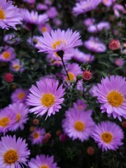 Obraz premium pink and white daisies