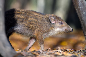 Baby wild boar, Sus scrofa, running red autumn forest in background
