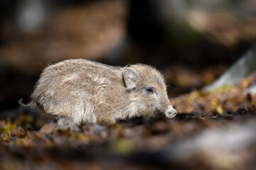 Baby wild boar, Sus scrofa, running red autumn forest in background