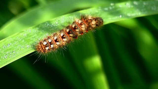 Die Raupe einer Ampfer-Rindeneule, Schmetterling, krabbelt an einem nassen schmalen Blatt entlang (Makro)