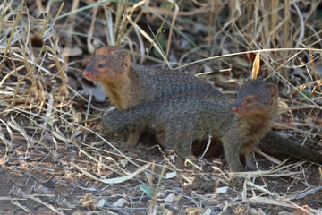 Schlankmanguste / Slender mongoose / Galerella sanguinea.