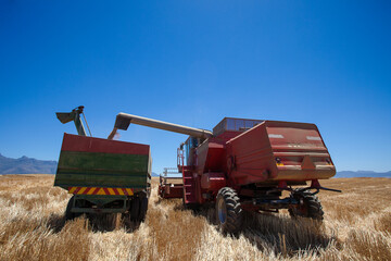 Wide angle view of a Combine harvester offloading wheat grain in a wagon on a farm in the Swartland in the Western Cape of South Africa