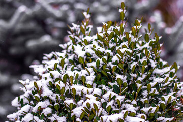 Snow covered bush with green leaves. First snow fell unexpectedly.