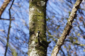 Le chant de la mésange charbonnière