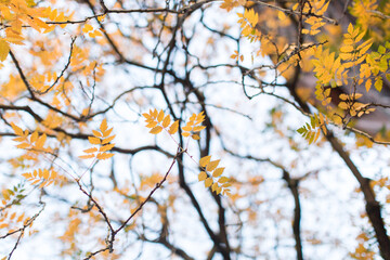 kleine gelbe Vogelbeerblätter im Herbst