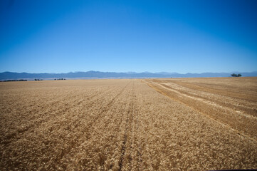 View of the Head of a combine harvester standing on the Combine outside the cabin while wheat is...
