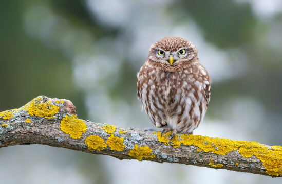 Little owl ( Actene noctua ) close up