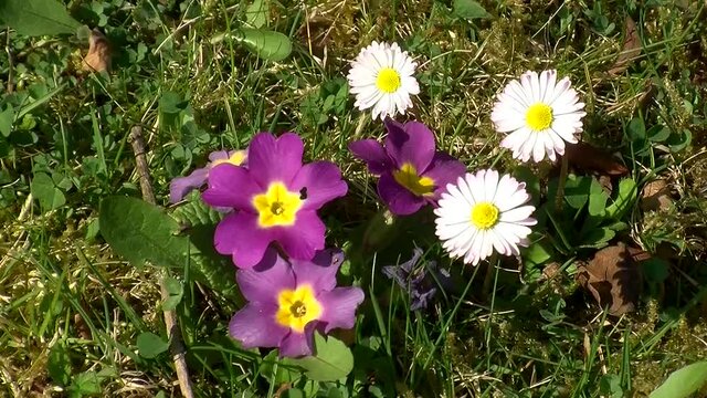 G&auml;nsebl&uuml;mchen und pinke Primeln bewegen sich im Wind (Kamerazoomfahrt)