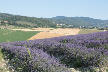 viaggio nei campi di lavanda del pisano
