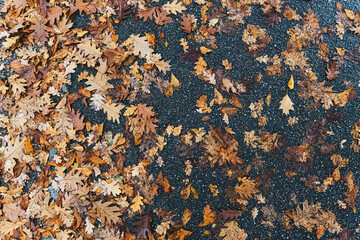 directly above view of rotting leaves on wet asphalt in autumn