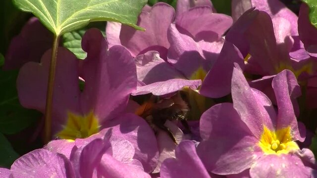 Eine rotpelzige Sandbiene krabbelt auf pinken Primeln (Makroaufnahme)