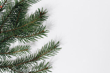 Obraz premium Close up of fir tree branch isolated on white, copy space