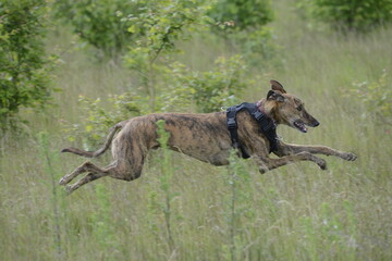Whippet playing in grass