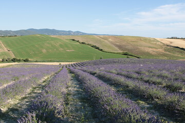 viaggio nei campi di lavanda del pisano