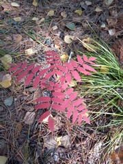 fallen autumn leaves
