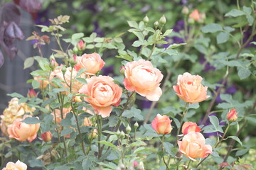 Beautiful roses in bloom 