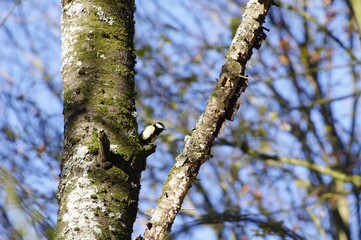 Une mésange charbonnière perchée