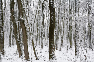 Fototapeta premium A view of a snowy deciduary thick forest in winter. The trees covered with white snow with their trunks growing close to one another in a wild woodland in winter.