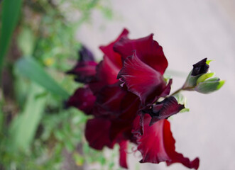 Fototapeta premium Gladiolus, Sword Lily, Orange, purple gladiolus flower. Flowers in summer and autumn. Garden and florists.