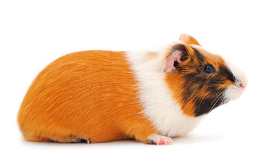 Guinea pig isolated.