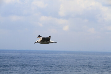 seagull in flight