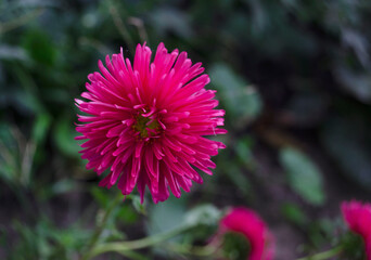 Fototapeta premium Aster flower on a green background. Autumn flowers in bloom during the day. The queen of autumn is an aster blossoming bud. Purple and pink flowers.