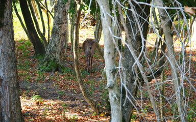 A deer stands in the forest. 