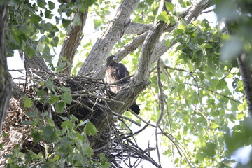 Juvenile bald eagle in nest