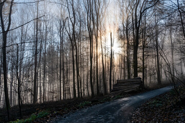 Sonnenstrahlen im Frühnebel