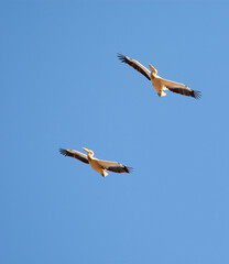 Roze Pelikaan, Great White Pelican