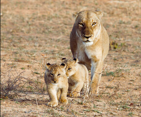 Fototapeta na wymiar Lioness with Cubs in Sabi Sands, South Africa