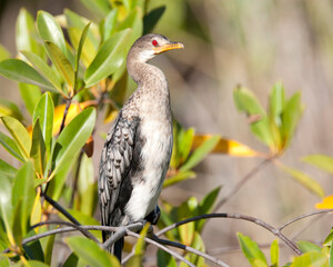 Afrikaanse Dwergaalscholver, Long-tailed Cormorant, Phalacrocora