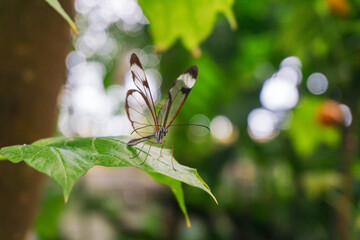 Butterfly on a leaf