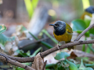 Wielewaalzanger, Oriole Warbler, Hypergerus atriceps
