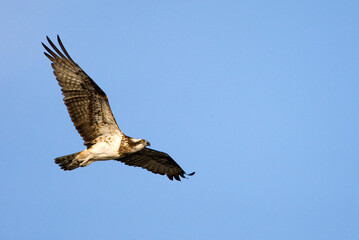 Visarend, Osprey, Pandion heliaetus