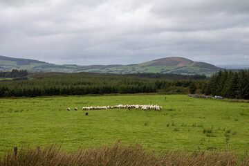 Fototapeta na wymiar Border Collie rounding up the sheep on an Irish farm 