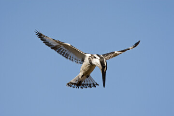 Fototapeta na wymiar Pied Kingfisher, Bonte IJsvogel, Ceryle rudis